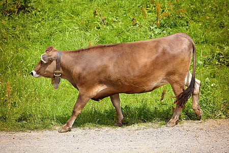 carne de bovino, vaca, gado, animal, mamífero, marrom, vaqueiro