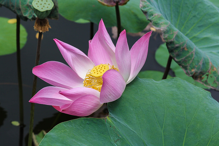 lotus, flower, nature, pond, ater facility, rose petals, yellow center