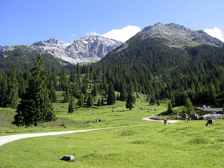Tirolska, Mountain travnik, Alm, Avstrija, krajine, dreves, gore
