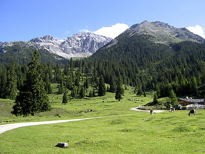 Tirolis, kalnų pievos, Alm, Austrija, kraštovaizdžio, medžiai, kalnai