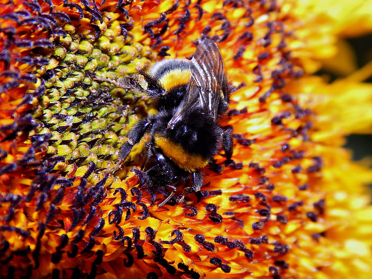 böcek, Bumble bee, çiçek, doğa, Ayçiçeği, polen, Arı