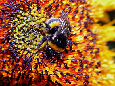 hmyz, Pan Bumble-bee, květ, Příroda, Slunečnice, pyl, včela