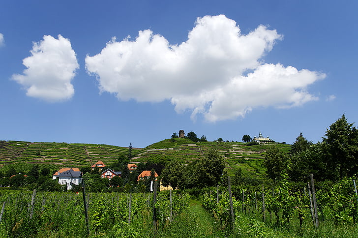 村, ラーデボイルに位置, ザクセン, ブドウ畑, エルベ渓谷, 青い空, 雲