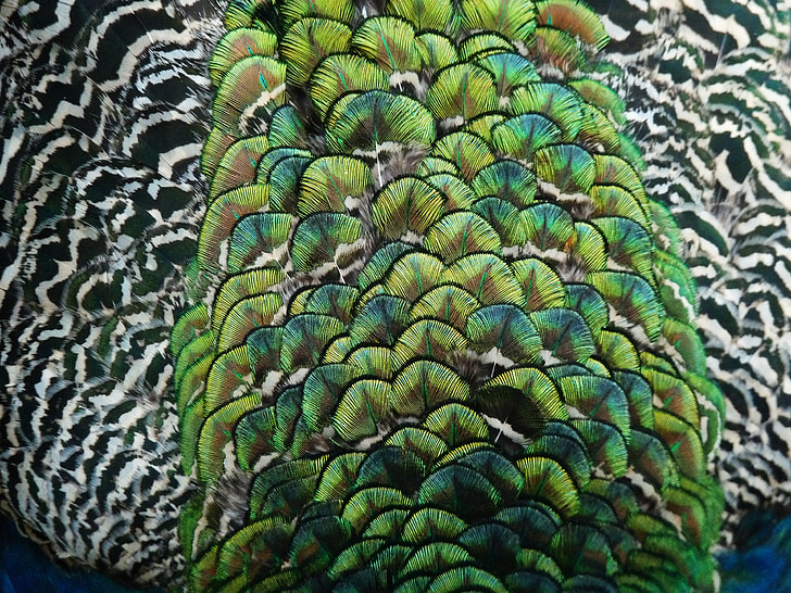 peacock, color, animal, bird, pen
