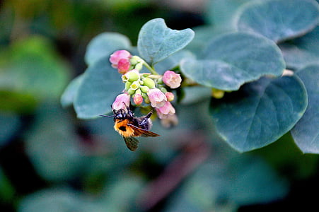 пчела, Зелените, растителна, лято, Блум