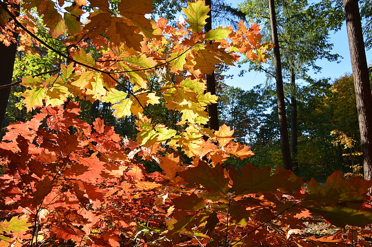 skov, efterår, farver, løv, træ, natur, træer