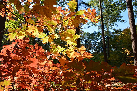 šuma, jesen, boje, lišće, drvo, priroda, stabla