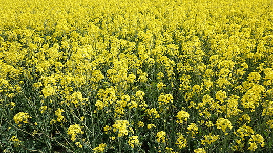 oilseed rape, yellow, sky, nature, field, rape blossom, landscape