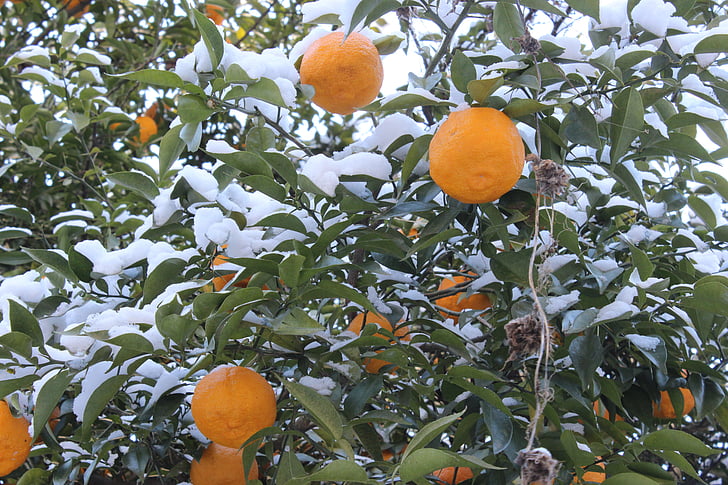 Mount shinobu, citron, Fukushima, snö, Orange