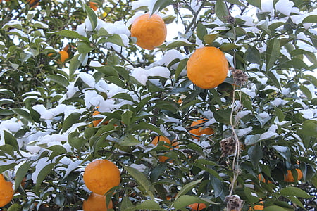 마운트 시 노부, 유자, 후쿠시마, 눈, 오렌지