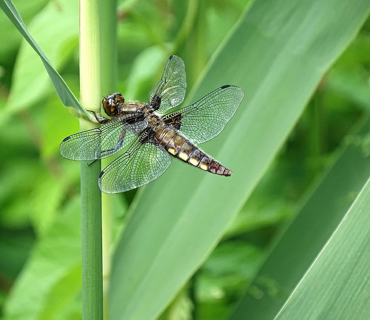 Dragonfly, natuur, sluiten, dierenwereld, insect, dierlijke thema 's, groene kleur