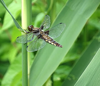 Dragonfly, natura, închide, lumea animalelor, insectă, animale teme, culoare verde