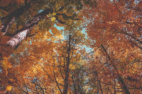maple, leafed, trees, nature, plant, fall, autumn