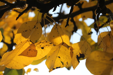 lapai, rudenį, Sausi lapai, Gamta, Auksinis ruduo, lapų, geltona