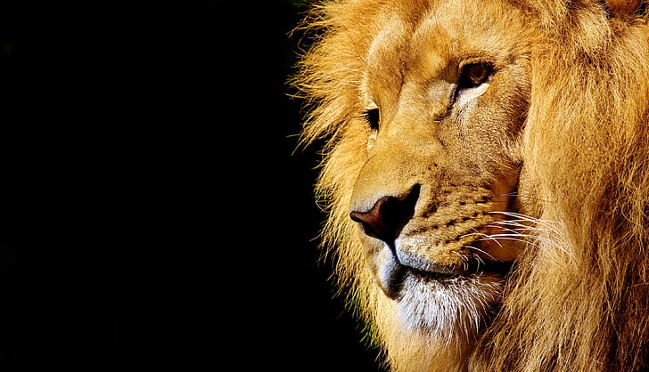 사자, 야생 동물, 위험한, 동물, 아프리카, 와일드 켓 츠, 동물원