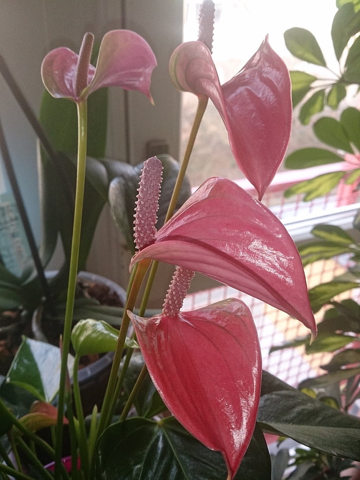 květ, závod, Příroda, květ, Bloom, růžový květ