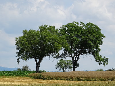 cây, cornfield, lĩnh vực, đám mây, stubble, màu xanh lá cây, Thiên nhiên