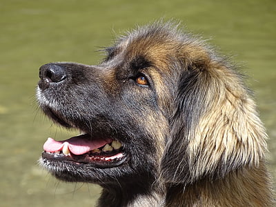 leonbergers, cão, loira, ponteiro alemão de cabelos comprido, fêmea, animal de estimação, peles