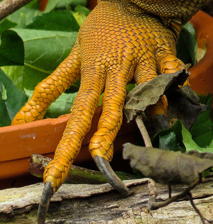 Iguana, klo, finger, Dragon, skala, ödla