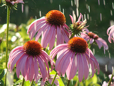 핑크 coneflower, 꽃, 식물, 자연, 꽃, 블 룸, 꽃잎