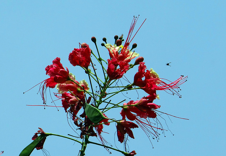 Peacock bloem, trots van barbados, dwerg poinciana, radhachura, sidhakya, Caesalpinia pulcherrima, caesalpiniaceae