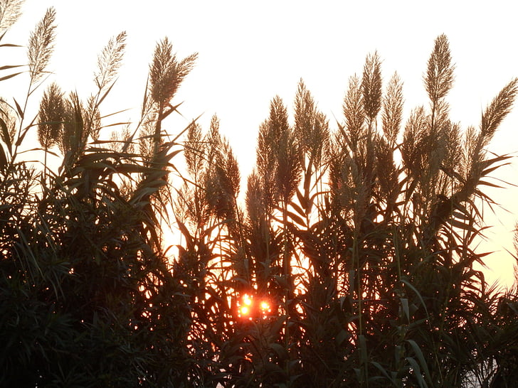 Захід сонця, вечірнє небо, Природа, завод, краєвид, трава, Ідилія