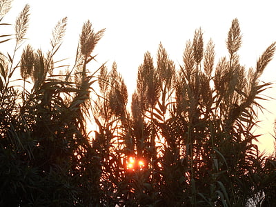 Západ slunce, večerní obloha, Příroda, závod, krajina, tráva, idyla