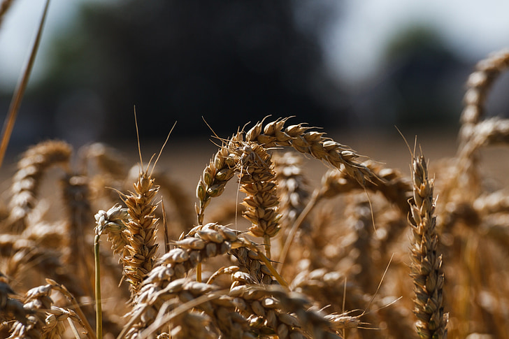 kukuričnom poli, pšenica, pšeničné polia, raže, zrno, poľnohospodárstvo, Príroda