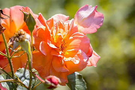 рози, Блосъм, Блум, Ориндж, портокалов цвят, оранжева роза, розова градина