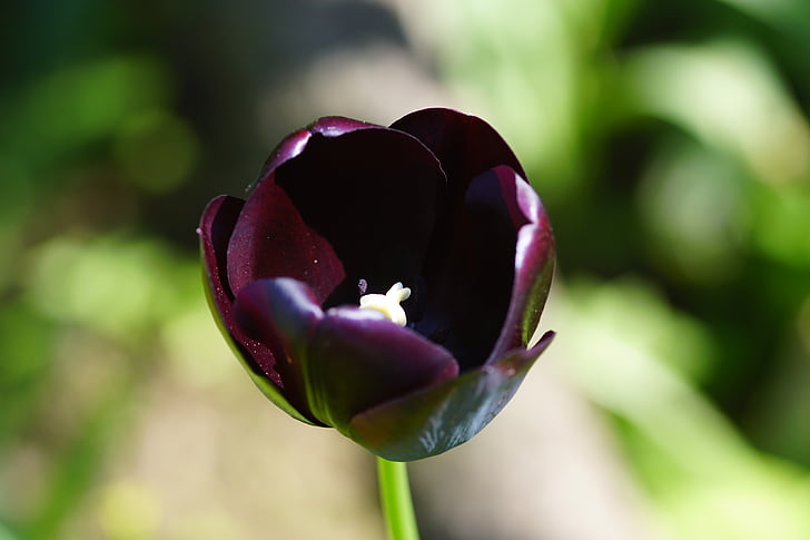 Tulipa, porpra fosc, aïllats, macro, jardí, flor