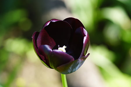 Tulipa, roxo escuro, isolado, macro, jardim, flor