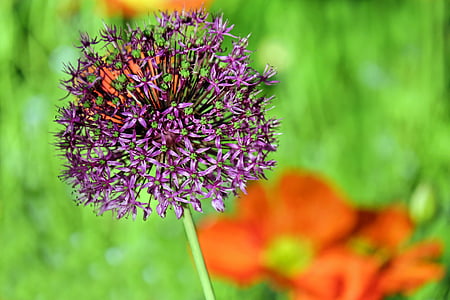 cebolla ornamental, Allium, flor, flor, floración, púrpura, primavera