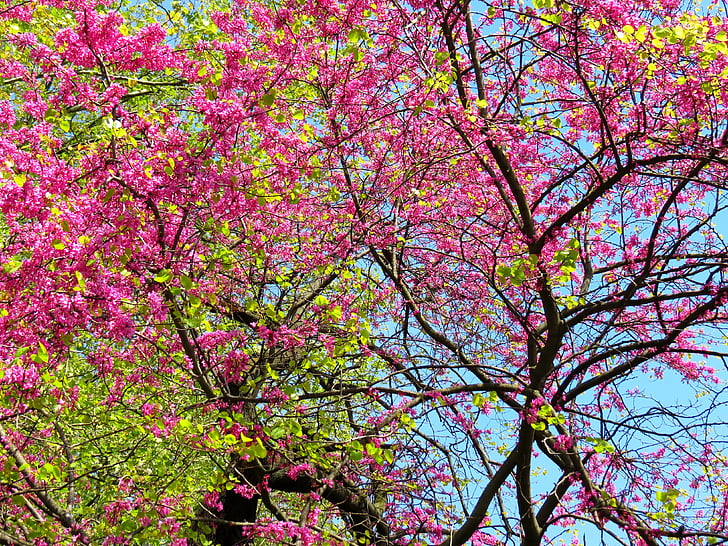 árboles, primavera, rosa, verde, ramas, hojas, naturaleza