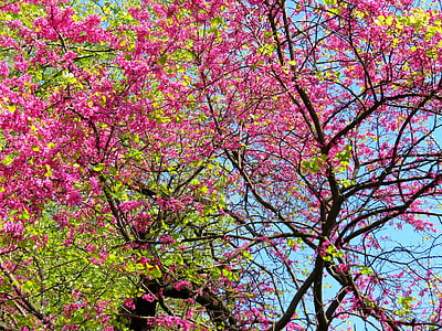 arbres, printemps, Rosa, vert, brindilles, feuilles, nature