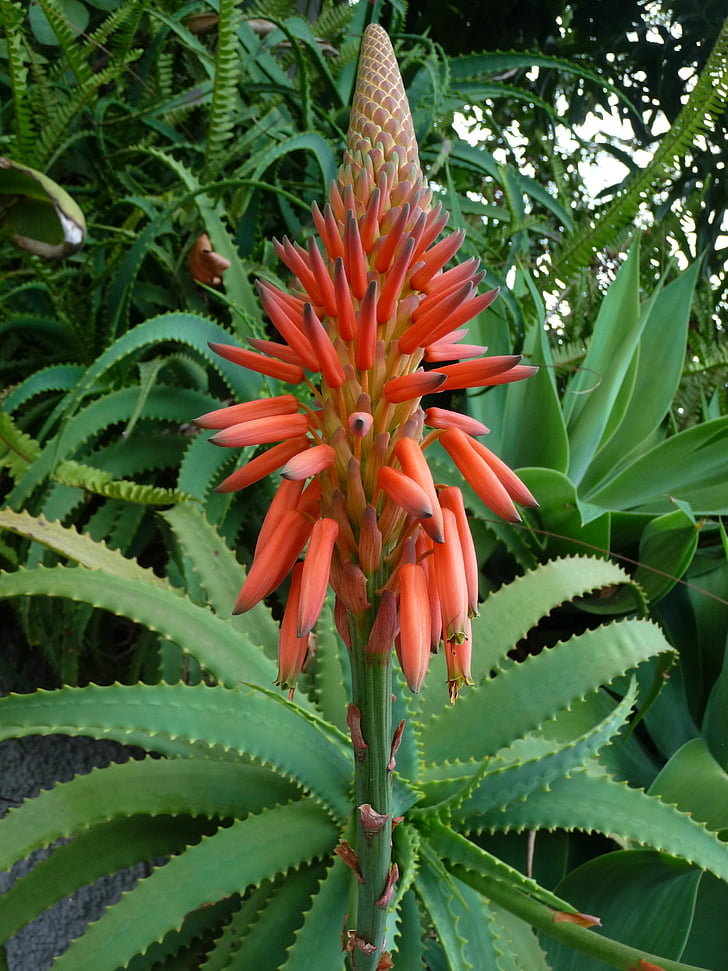 plant, exotic, exotic flower, tropical, inflorescence, nature, flower