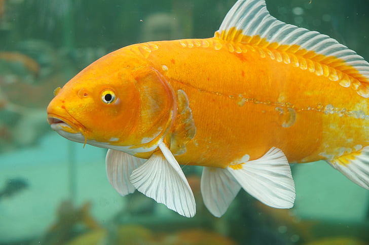 peixos de colors, peix, animal, groc daurat