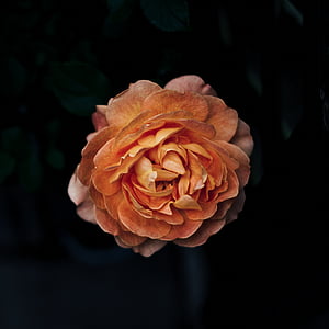 Bloom, Blossom, Flora, fiore, Immagini Royalty, rosa - fiore, natura