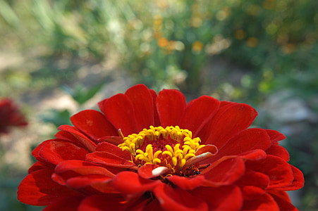 zinnia, flower, red, red flower, summer, nature