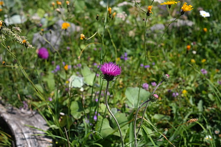 Alpine tistel, tistel, lila, Blossom, Bloom, blomma, Violet