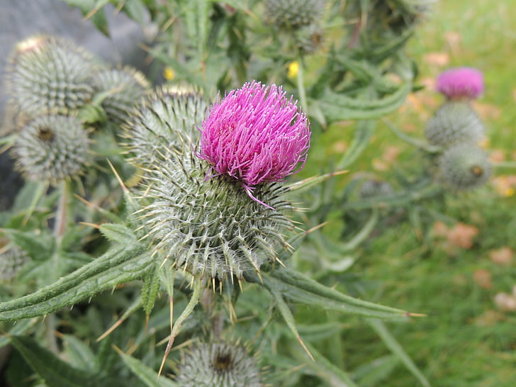 natura, fiore, erbaccia, flaura, Thistle, Scozia