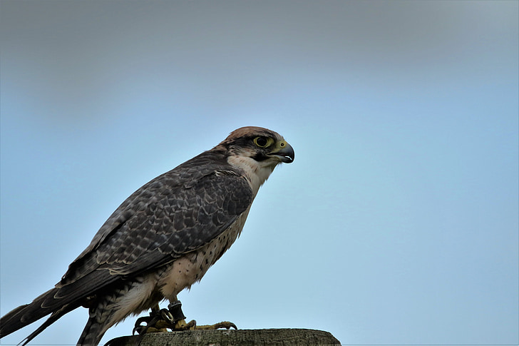 lanner falcon, dravých vtákov, Falcon, korisť, lanner, Príroda, Raptor