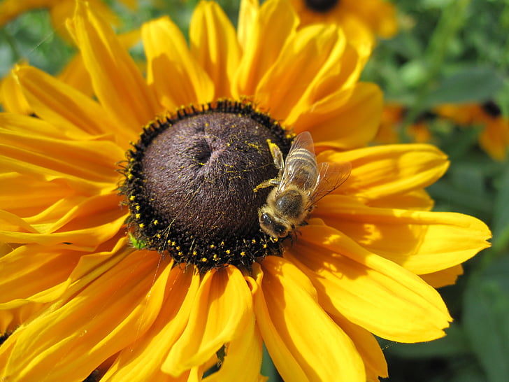 Sun flower, včela, květ