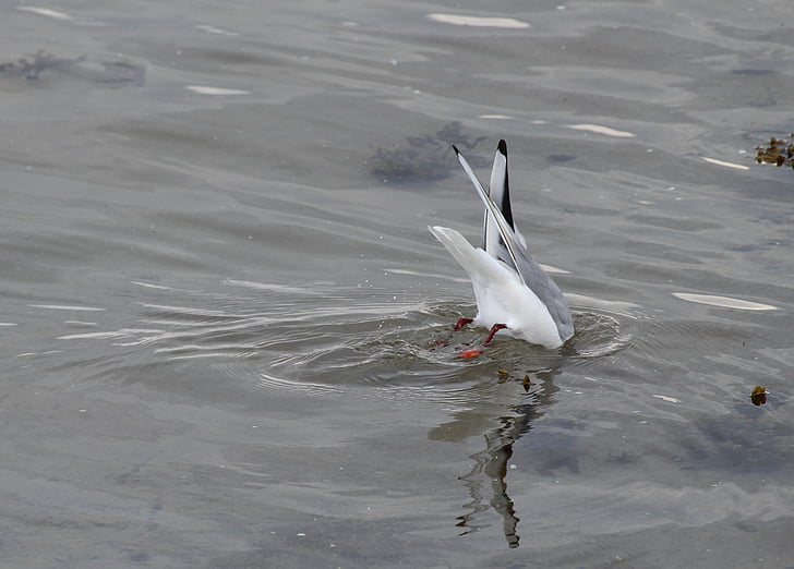 black headed gull, chroicocephalus ridibundus, birds, gulls, seagull, water bird, species