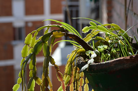 plantas, macetas de, verde, maceta, planta, planta en maceta, balcón