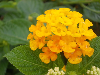 flower, yellow, lantana, tropical, kantutay, leaves, tickberry