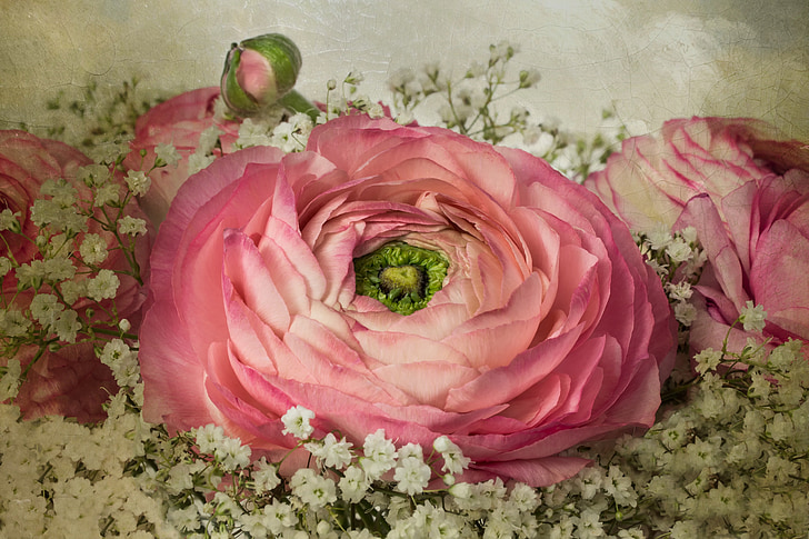 ranunkeln, primavera, Ranunculaceae, hahnenfußgewächs, ramo de la, naturaleza, flor color de rosa-