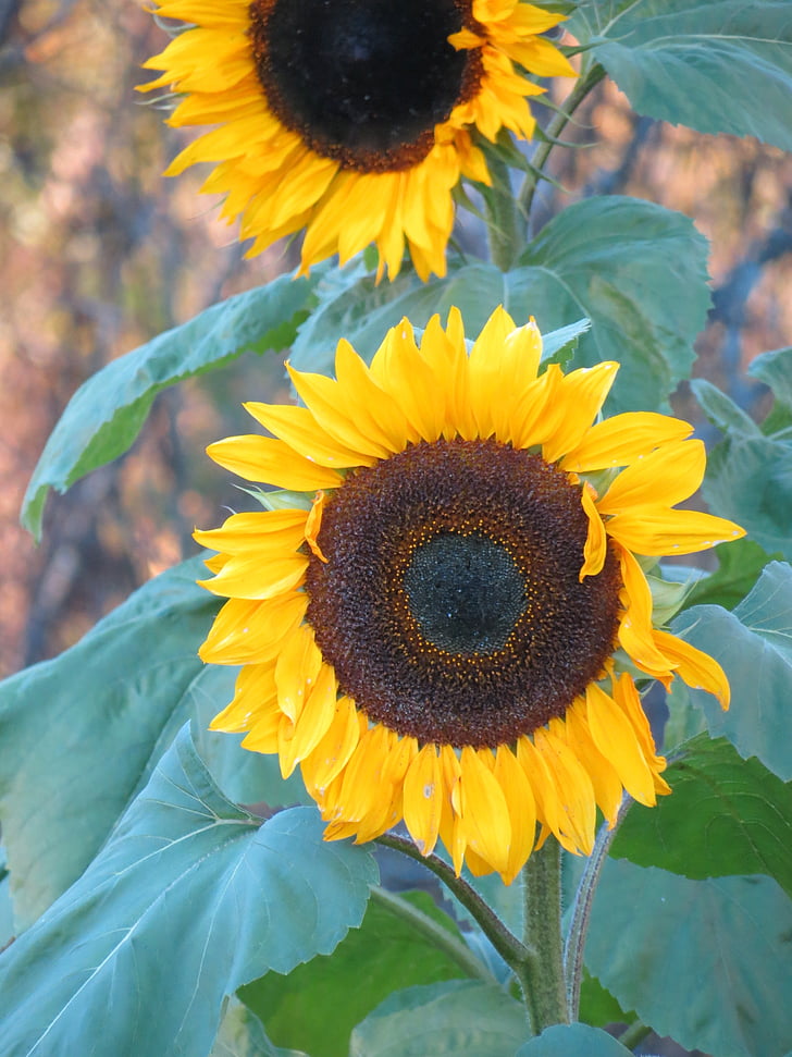 sunflower, flower, yellow, inflorescence, nature, garden