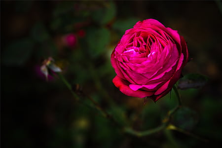 růže, červená, tmavý, okvětní lístek, zahrada