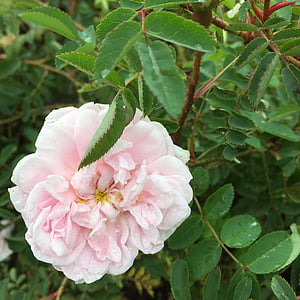 Rosa de património, levantou-se, jardim, flor, património, dia dos namorados, natureza