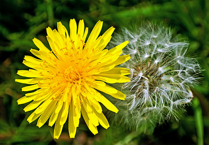 dandelion, dandelions, light effect, fluff, nature, macro, season